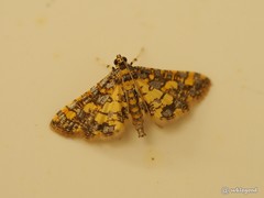 Eurrhyparodes tricoloralis