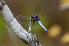 Orthetrum azureum