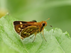 Taractrocera ardonia