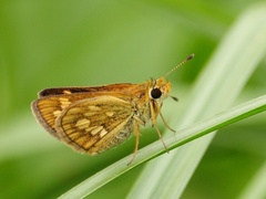 Taractrocera ardonia