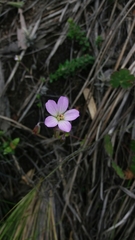Geranium multiceps