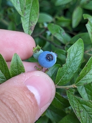 Vaccinium myrtilloides image