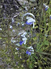 Trichostema arizonicum