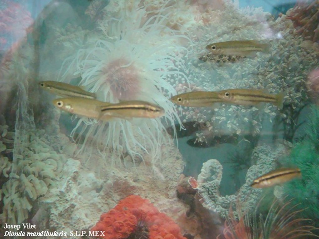 Flatjaw Minnow