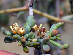 Tetraena retrofracta