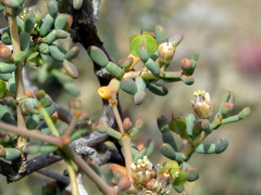 Tetraena retrofracta