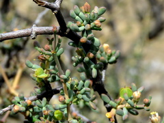Tetraena retrofracta