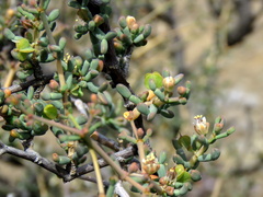 Tetraena retrofracta