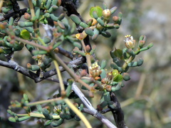 Tetraena retrofracta