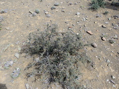 Tetraena retrofracta