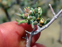 Tetraena retrofracta