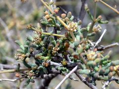 Tetraena retrofracta