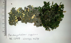 Pseudocyphellaria carpoloma image