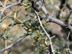 Tetraena retrofracta