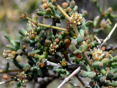 Tetraena retrofracta