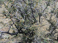 Tetraena retrofracta