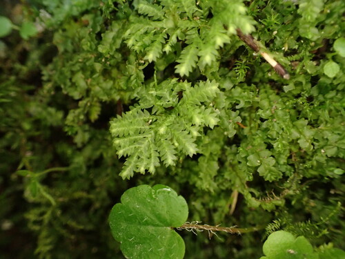 Image of Hypopterygium flavolimbatum by (c) Chris Fluit, some rights reserved (CC BY)