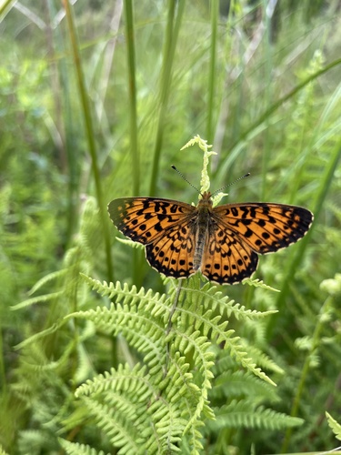 Boloria myrina