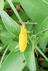 Gasteroclisus
