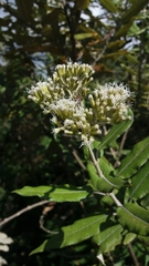 Ageratina asclepiadea
