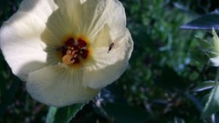 Phthiriinae