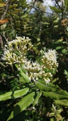 Ageratina asclepiadea