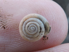 Polygyra