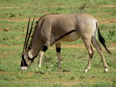 Oryx beisa