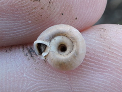 Polygyra