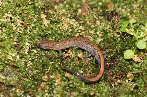 Northern Zigzag Salamander