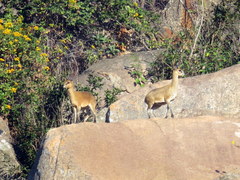 Oreotragus oreotragus transvaalensis