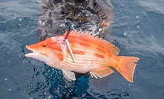 Bodianus unimaculatus