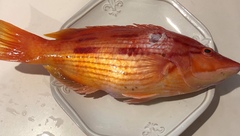 Bodianus unimaculatus