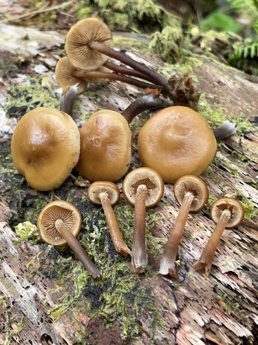Kuehneromyces lignicola