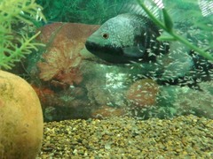 Herichthys carpintis