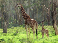Giraffa camelopardalis rothschildi