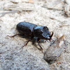 Sinodendron cylindricum
