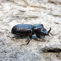 Sinodendron cylindricum