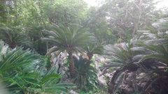 Cycas revoluta
