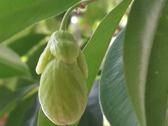 Aquilaria