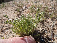 Pectocarya recurvata