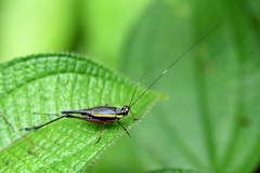 Nisitrus