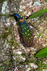 Pyrops whiteheadi