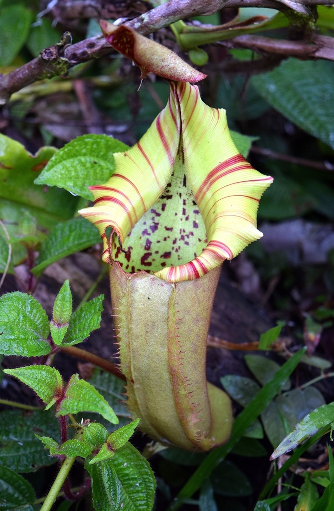 Nepenthes veitchii, Sabah, MY