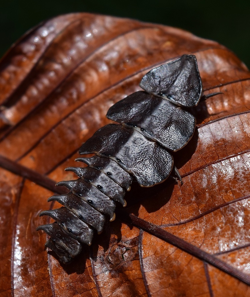 Trilobite Beetle