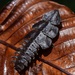 Trilobite Beetle - Photo (c) Taxon Expeditions, some rights reserved (CC BY-SA), uploaded by Taxon Expeditions