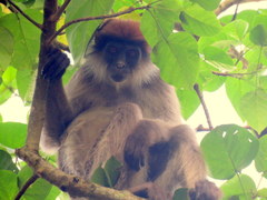 Piliocolobus tephrosceles
