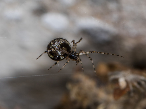 Common House Combfoot