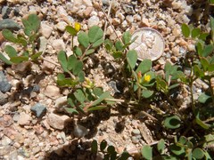 Acmispon maritimus brevivexillus