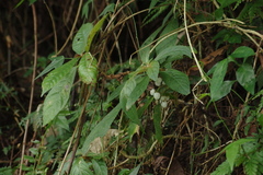 Rhynchotechum discolor